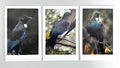 Cards set of 3